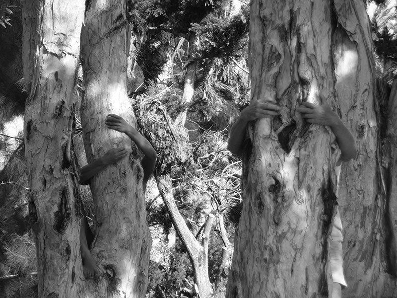 La danse des êtres des arbres