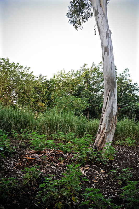 La danse des feuilles